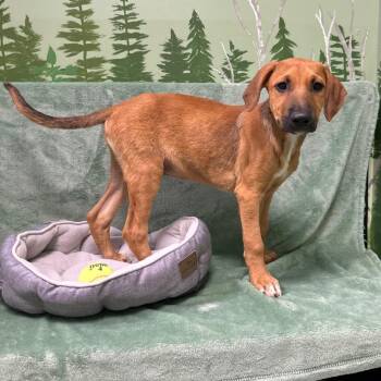 Fez -  Doberman Pinscher Dog for Adoption in Logan, Utah - Fez | PetCurious