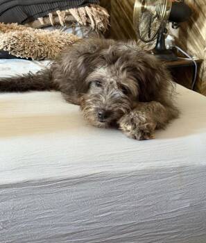 Lilo -  Poodle Dog for Adoption in Grafton, Wisconsin - Lilo | PetCurious