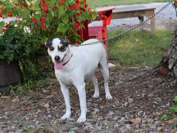 SUNDI -  Feist Dog for Adoption in Humboldt, Tennessee - SUNDI | PetCurious