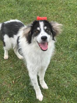 Bean -  Border Collie Dog for Adoption in Cannington, Ontario - Bean | PetCurious