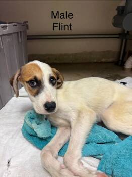 Flint -  Hound Dog for Adoption in West Union, Ohio - Flint | PetCurious