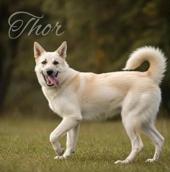 Rescue German Shepherd Dog and Husky Dogs for Adoption in Lucas, Texas - THOR GS | PetCurious