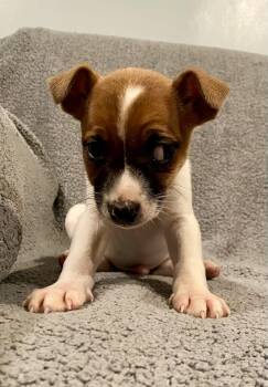 Jack Russell Terrier Dogs Available for Adoption - Dax | PetCurious