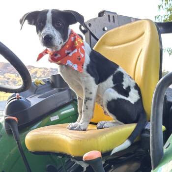 Rescue Mixed Breed Dogs for Adoption in San Francisco, California - Lola | PetCurious