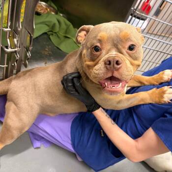 English Bulldog and Mixed Breed Dogs Available for Adoption in Austin, Texas - Chubalina | PetCurious