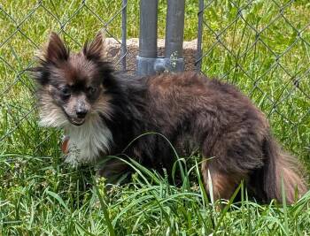 Missy -  Pomeranian Dog for Adoption in Elkhart, Indiana - Missy | PetCurious