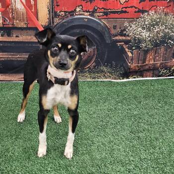 Keno -  Fox Terrier and Chihuahua Dog for Adoption in Columbia, Missouri - Keno | PetCurious