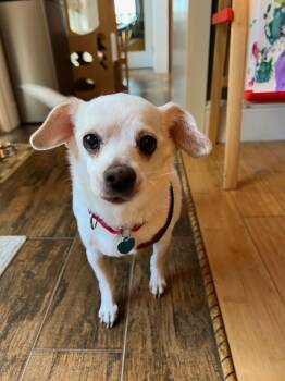 Chihuahua and Rat Terrier Dogs Available for Adoption - Lana | PetCurious
