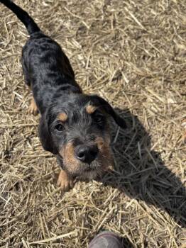 Mixed Breed Dogs Available for Adoption - Buzz | PetCurious