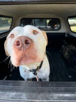 Rescue Pit Bull Terrier and Hound Dogs for Adoption in Findlay, Ohio - Persie | PetCurious