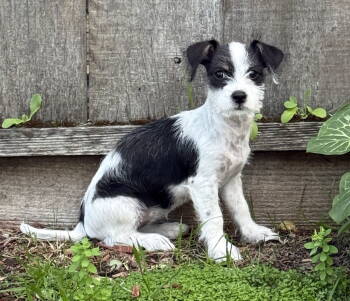 Rescue Yorkshire Terrier and Parson Russell Terrier Dogs for Adoption in Palo Alto, California - Sundae | PetCurious