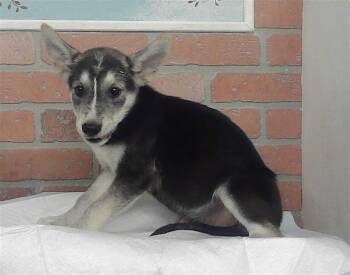 PAIGE -  Siberian Husky and Mixed Breed Dog for Adoption in Houston, Texas - PAIGE | PetCurious