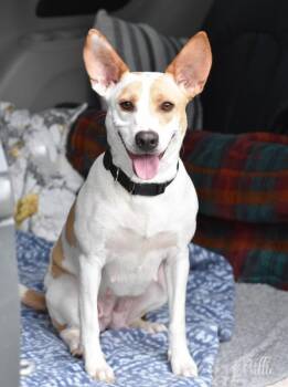 Rescue Pit Bull Terrier Dogs for Adoption in Conroe, Texas - Millie (Jeanie’s) | PetCurious