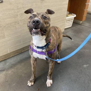 Mixed Breed Dogs Available for Adoption in Pittsburgh, Pennsylvania - Tony | PetCurious