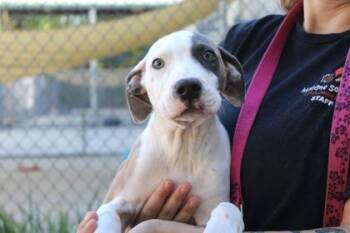 Retriever and Mixed Breed Dogs Available for Adoption in Brunswick, Georgia - Willie Dog | PetCurious