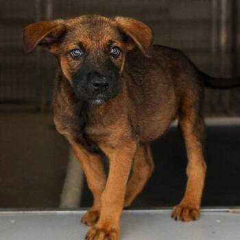 Monkey Bread -  Mixed Breed Dog for Adoption in Bradenton, Florida - Monkey Bread | PetCurious