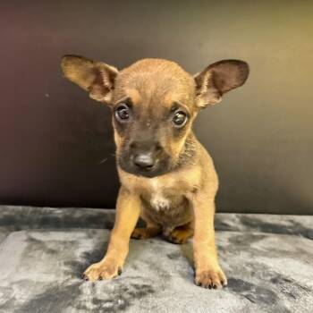 Chihuahua Dogs Available for Adoption - Jon | PetCurious