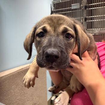 Tangerine -  Mixed Breed Dog for Adoption in Chattanooga, Tennessee - Tangerine | PetCurious