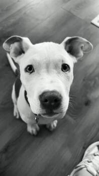 Axel -  Pit Bull Terrier and Mixed Breed Dog for Adoption in Chattanooga, Tennessee - Axel | PetCurious