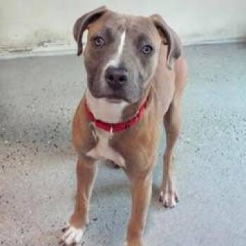 Rescue American Staffordshire Terrier Dogs for Adoption in Green Valley, Arizona - Honey | PetCurious