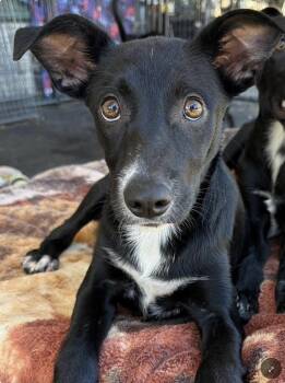 Sunday -  Border Collie and Black Labrador Retriever Dog for Adoption in Larkfield-wikiup, California - Sunday | PetCurious