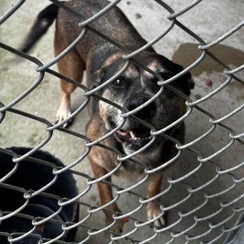 Rescue Mixed Breed Dogs for Adoption in Gadsden, Alabama - ELM 42 | PetCurious