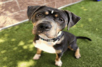 Rescue Pit Bull Terrier and Staffordshire Bull Terrier Dogs for Adoption - Venus | PetCurious