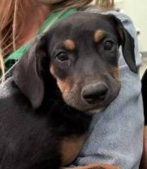 Rizzo -  Doberman Pinscher Dog for Adoption in Richland Hills, Texas - Rizzo | PetCurious