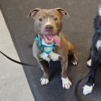 Ziti -  Pit Bull Terrier Dog for Adoption in Concord, New Hampshire - Ziti | PetCurious