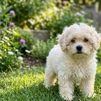 Havanese Dogs Available for Adoption in Wheelersburg, Ohio - Rosie | PetCurious