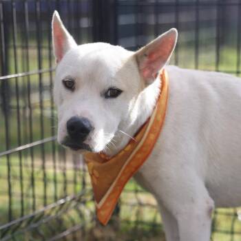 SOKKA -  American Staffordshire Terrier Dog for Adoption in San Antonio, Texas - SOKKA | PetCurious