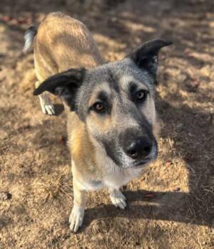 Trapper -  Shepherd Dog for Adoption in Winfield, Kansas - Trapper | PetCurious