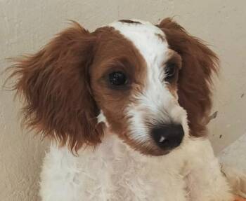 Cavalier King Charles Spaniel and Poodle Dogs Available for Adoption in Fort Myers, Florida - Alfie-4mo Old Puppy! | PetCurious
