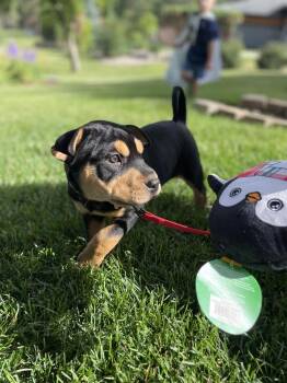 Karen -  Mixed Breed Dog for Adoption in Waunakee, Wisconsin - Karen | PetCurious