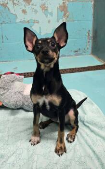 Dahlia -  Chihuahua Dog for Adoption in Othello, Washington - Dahlia | PetCurious
