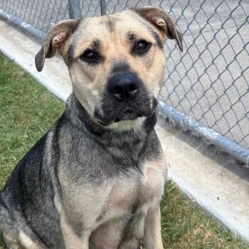 Pan Dulce -  German Shepherd Dog and Mixed Breed Dog for Adoption in League City, Texas - Pan Dulce | PetCurious