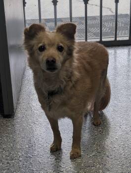 Chihuahua Dogs Available for Adoption in Benson, Arizona - Mooch | PetCurious