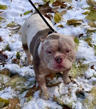 Rescue Mixed Breed Dogs for Adoption in Cincinnati, Ohio - Carpenter | PetCurious