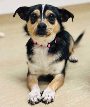 Mixed Breed Dogs Available for Adoption in West Chester, Pennsylvania - Ninja | PetCurious