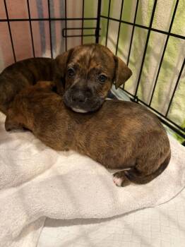 Snap Dragon -  Staffordshire Bull Terrier Dog for Adoption in The Woodlands, Texas - Snap Dragon | PetCurious