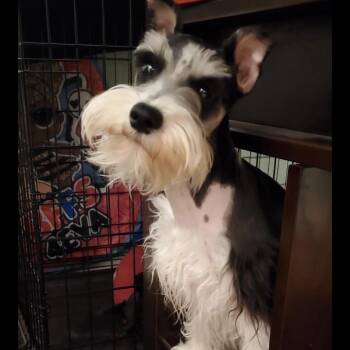 Miniature Schnauzer Dogs Available for Adoption in Atlanta, Texas - Nya | PetCurious