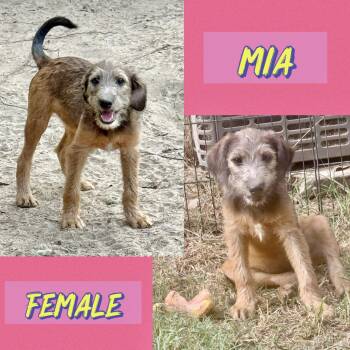 Mia 1 -  Wirehaired Terrier Dog for Adoption in Manchester, Connecticut - Mia 1 | PetCurious
