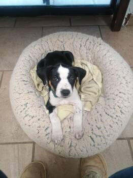 Mixed Breed Dogs Available for Adoption in Batesville, Arkansas - Rambo | PetCurious