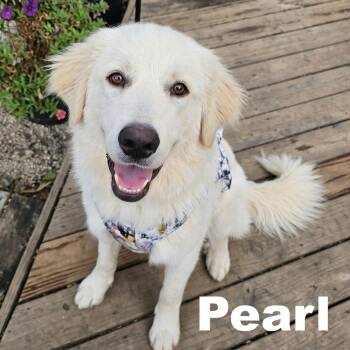 Opal & Pearl -  Golden Retriever and Great Pyrenees Dog for Adoption in Crown Point, Indiana - Opal & Pearl | PetCurious
