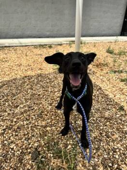 TITUS -  Mixed Breed Dog for Adoption in Jacksonville, Florida - TITUS | PetCurious