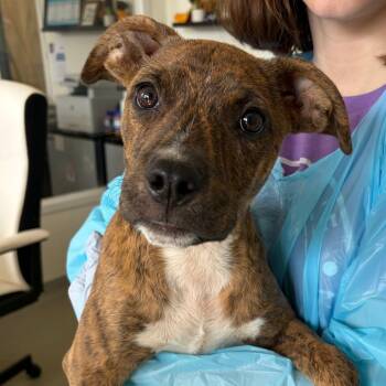 Jughead -  Plott Hound and Labrador Retriever Dog for Adoption in Nashville, Tennessee - Jughead | PetCurious