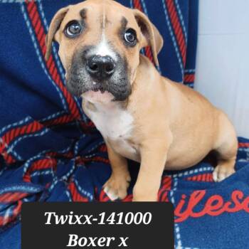 Twixx -  Boxer and Pit Bull Terrier Dog for Adoption in New Tazewell, Tennessee - Twixx | PetCurious