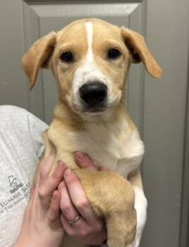 Boomer -  Labrador Retriever Dog Available for Adoption in Littleton, Colorado - Boomer | PetCurious