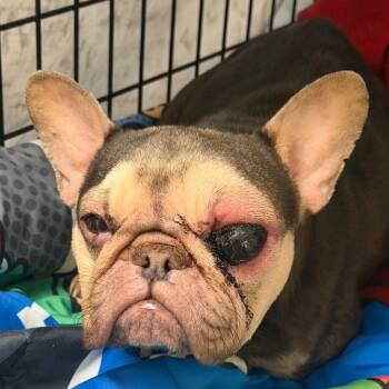 Rescue French Bulldog Dogs for Adoption in York, Pennsylvania - YORK-Stray-14468 | PetCurious