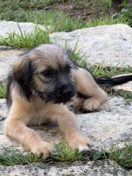 Charlotte O-M-Goodness What is she -  Afghan Hound and Mixed Breed Dog for Adoption in Lockhart, Texas - Charlotte O-M-Goodness What Is She | PetCurious